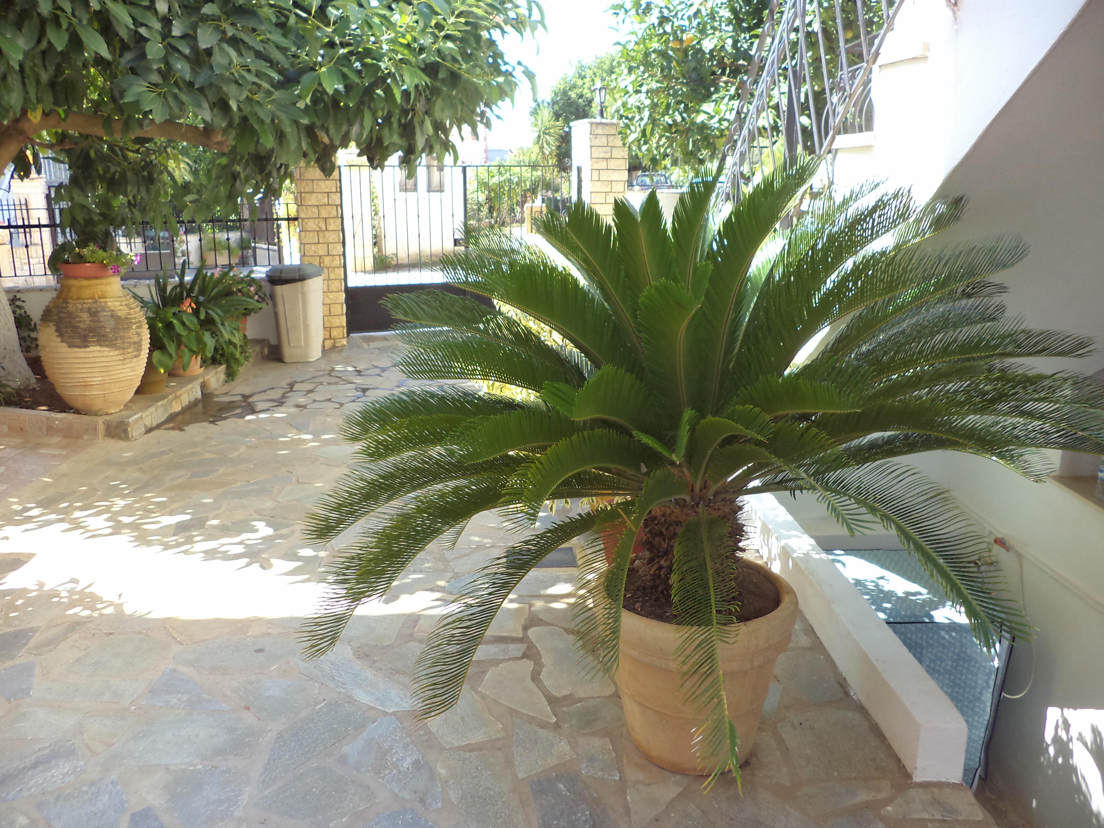 Dionysios Studios Skala  Ngoại thất bức ảnh